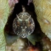 blenny_sailfin_lphr_gc_v_0293_cay4208.jpg